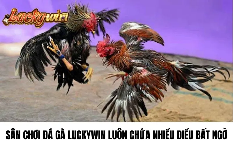 Đá gà luckywin giới thiệu