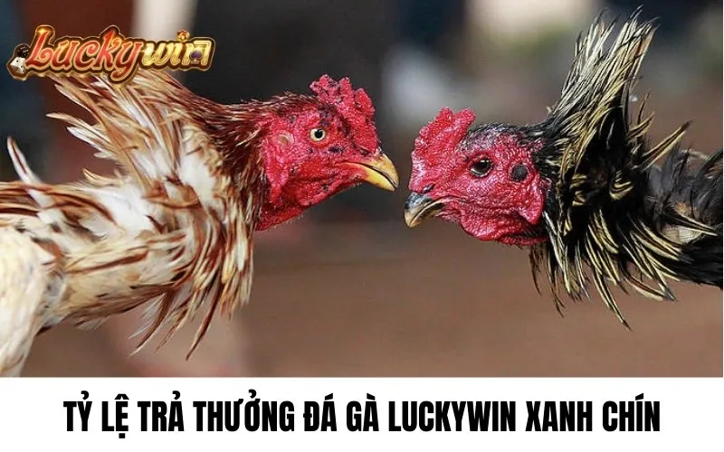 Đá gà Luckywin tỷ lệ trả thưởng